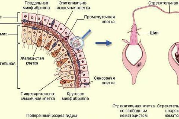 Kraken пользователь не найден при входе